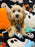 SCOOTER (Bichon Poodle)