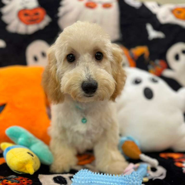 SCOOTER (Bichon Poodle)