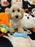 SCOOTER (Bichon Poodle)