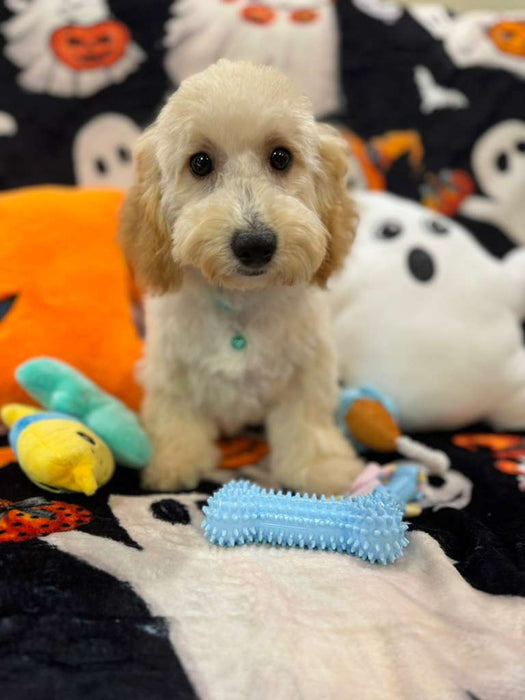 SCOOTER (Bichon Poodle)