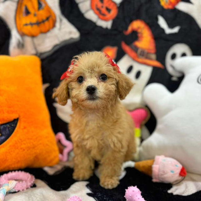 AURORA (Bichon-Poodle)