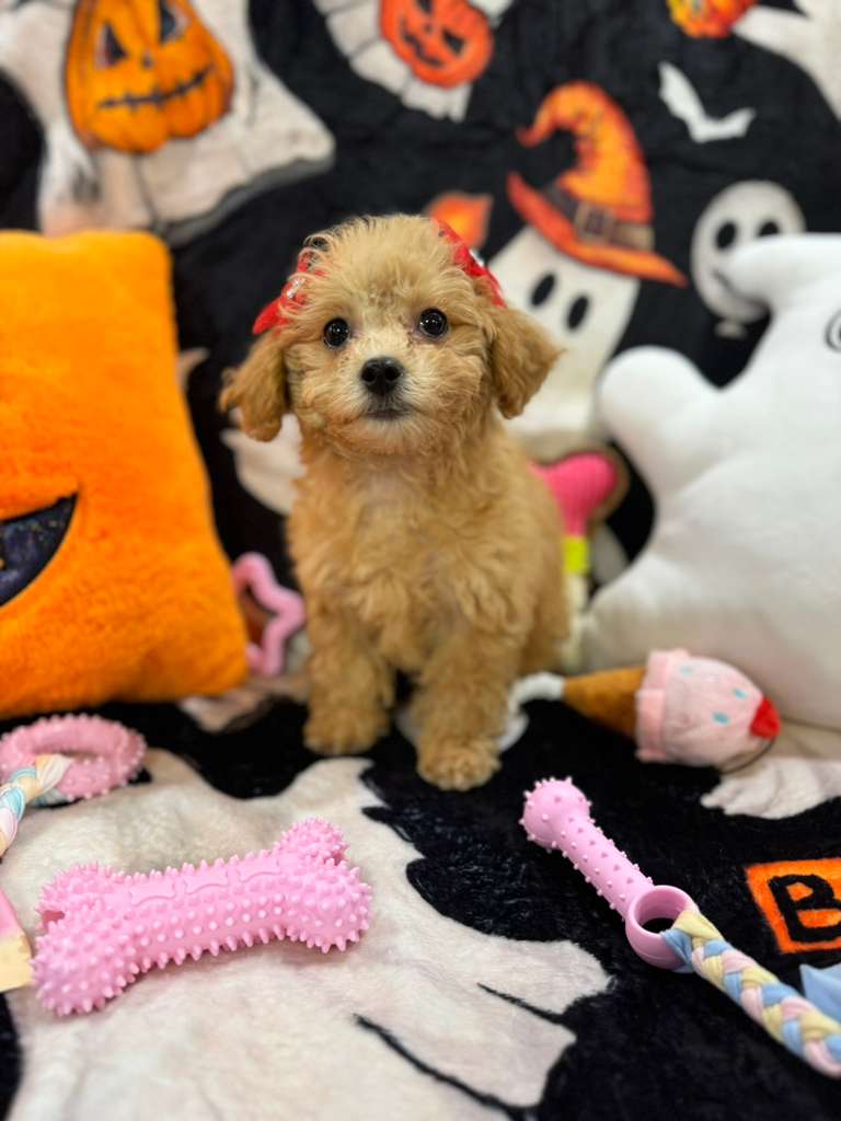 AURORA (Bichon-Poodle)