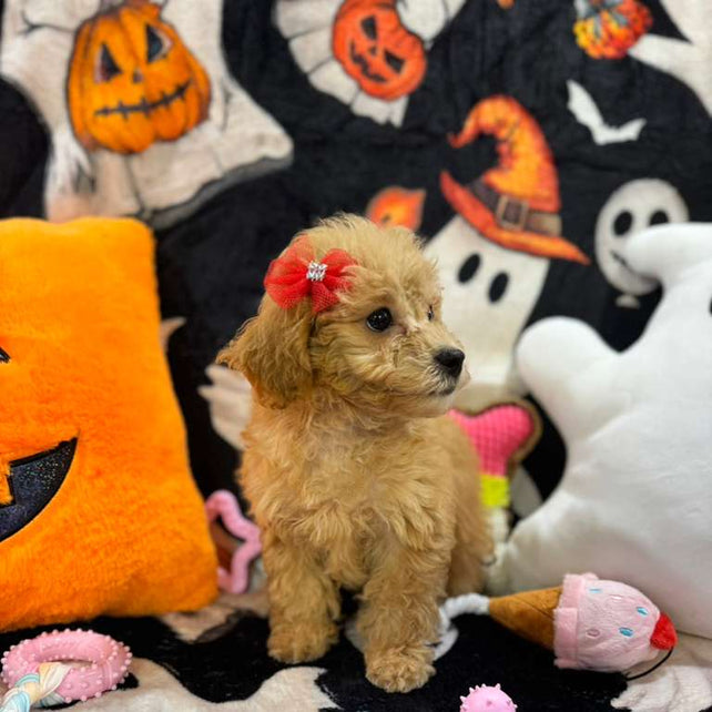 AURORA (Bichon-Poodle)