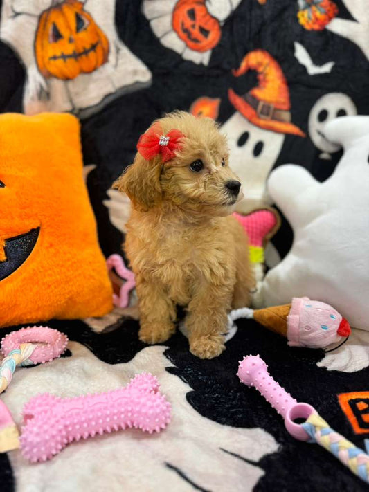 AURORA (Bichon-Poodle)