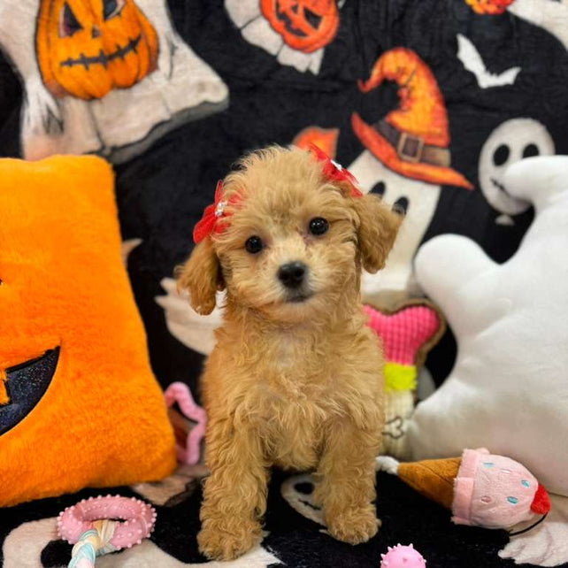 AURORA (Bichon-Poodle)