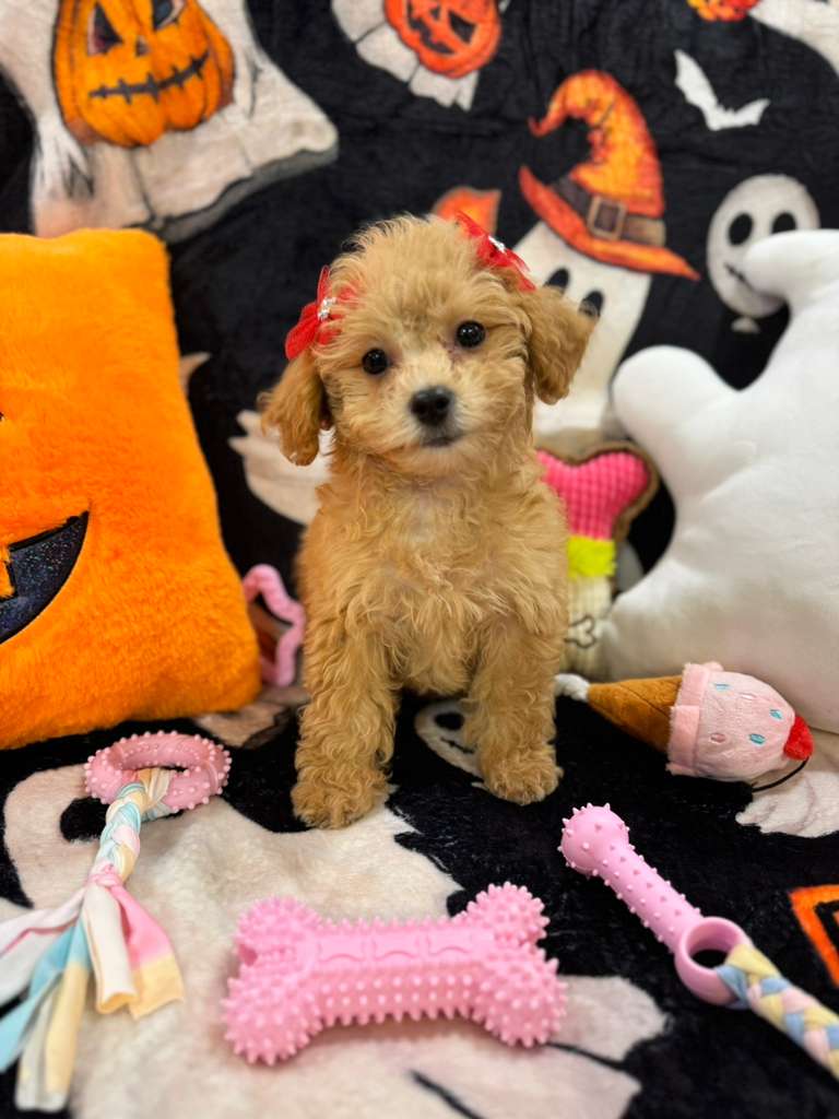 AURORA (Bichon-Poodle)