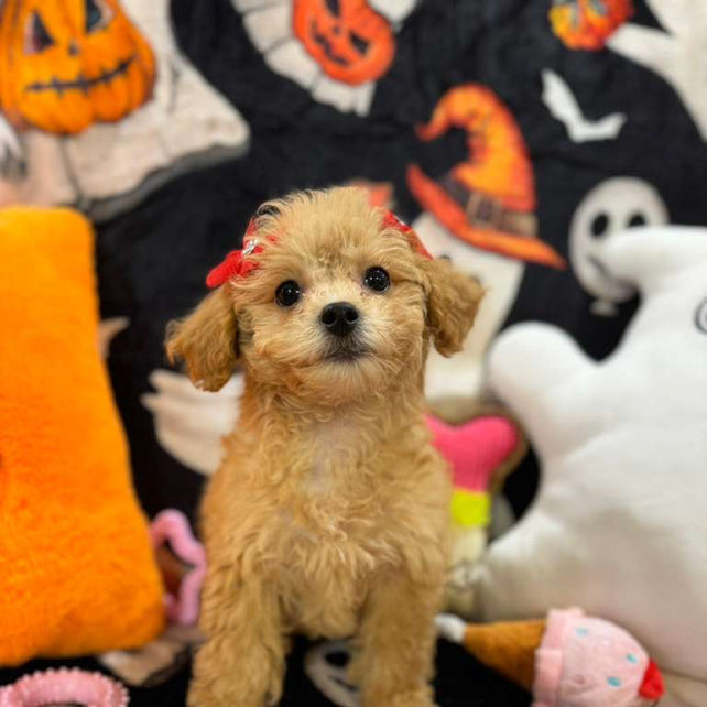 AURORA (Bichon-Poodle)