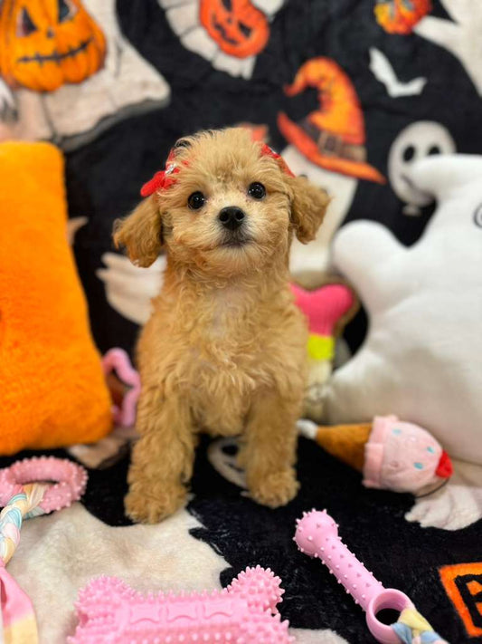 AURORA (Bichon-Poodle)