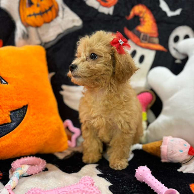 AURORA (Bichon-Poodle)