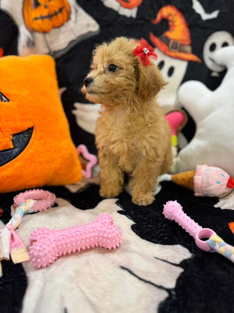 AURORA (Bichon-Poodle)