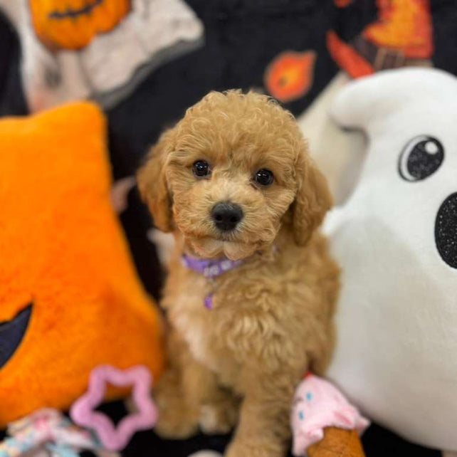 SELENA (Bichon-Poodle)