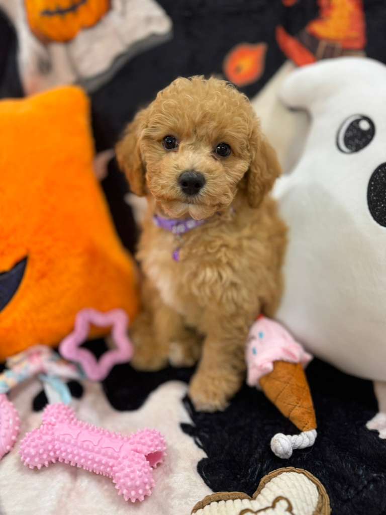 SELENA (Bichon-Poodle)