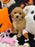 SELENA (Bichon-Poodle)
