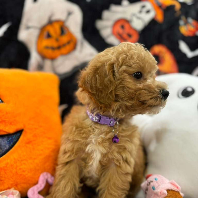 SELENA (Bichon-Poodle)