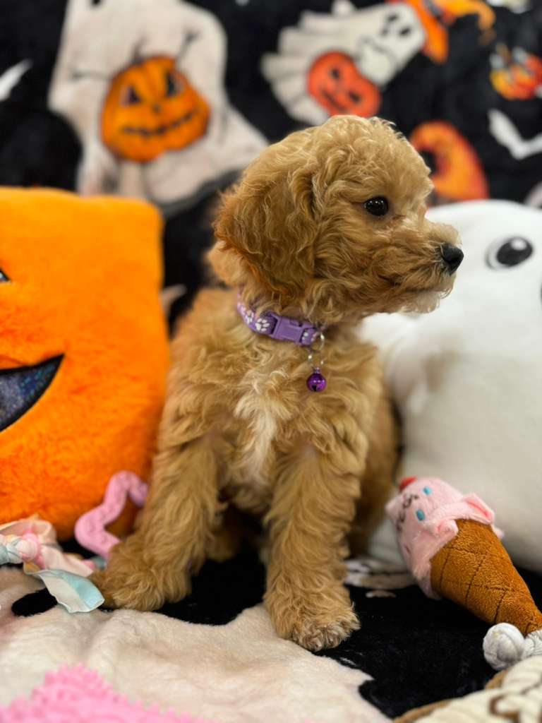 SELENA (Bichon-Poodle)