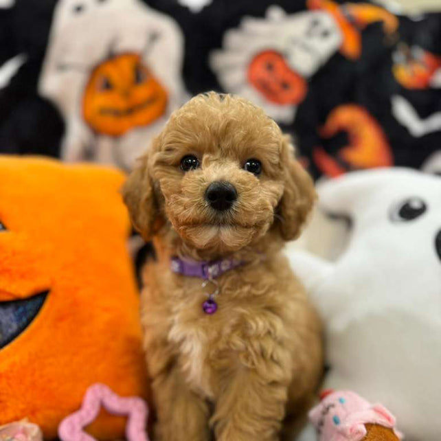 SELENA (Bichon-Poodle)