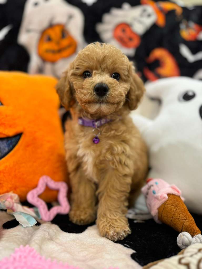 SELENA (Bichon-Poodle)