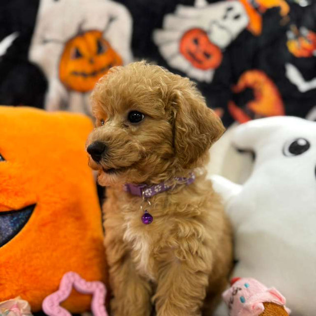 SELENA (Bichon-Poodle)