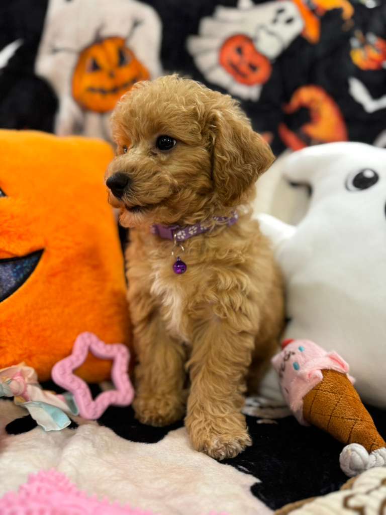 SELENA (Bichon-Poodle)