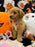 SELENA (Bichon-Poodle)