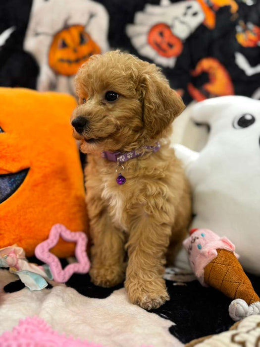 SELENA (Bichon-Poodle)
