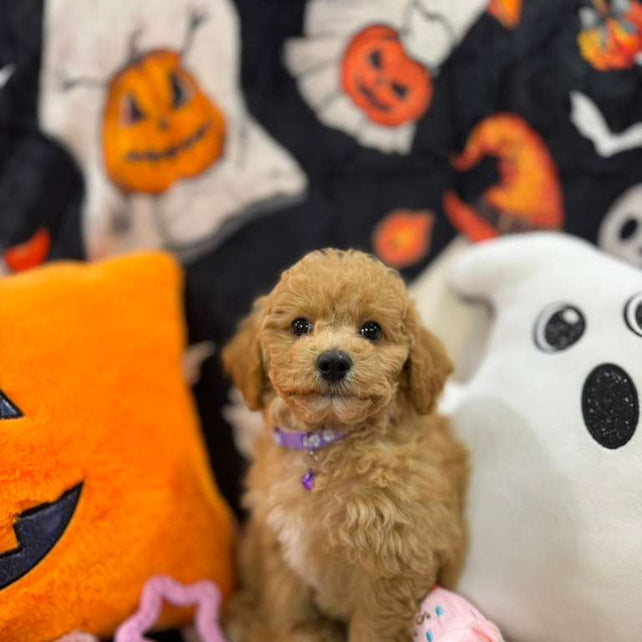 SELENA (Bichon-Poodle)