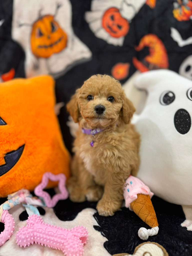 SELENA (Bichon-Poodle)