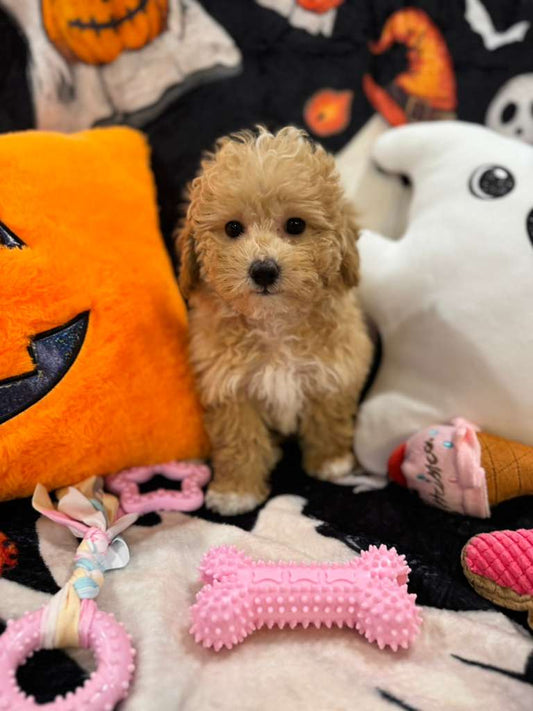 NALA (Bichon-Poodle)