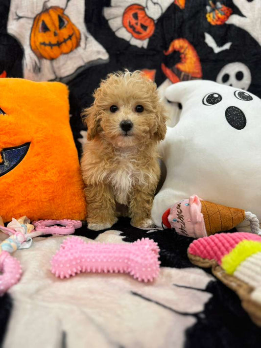 NALA (Bichon-Poodle)