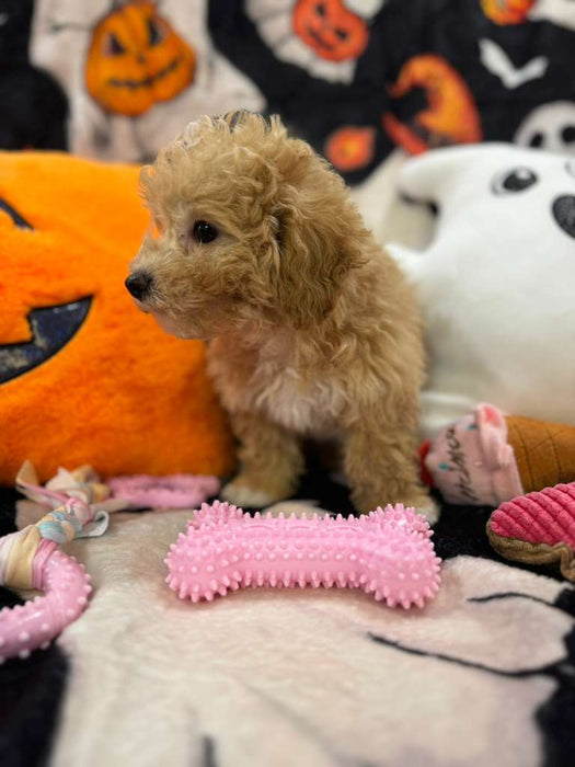 NALA (Bichon-Poodle)