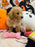 NALA (Bichon-Poodle)