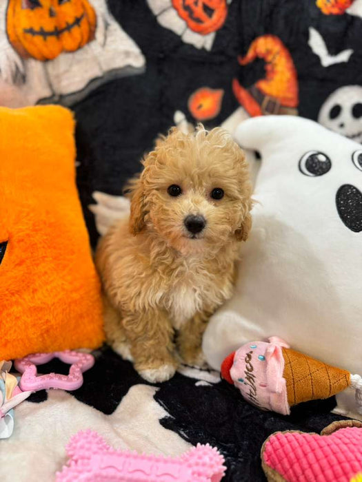 NALA (Bichon-Poodle)