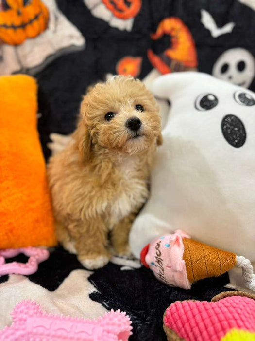 NALA (Bichon-Poodle)