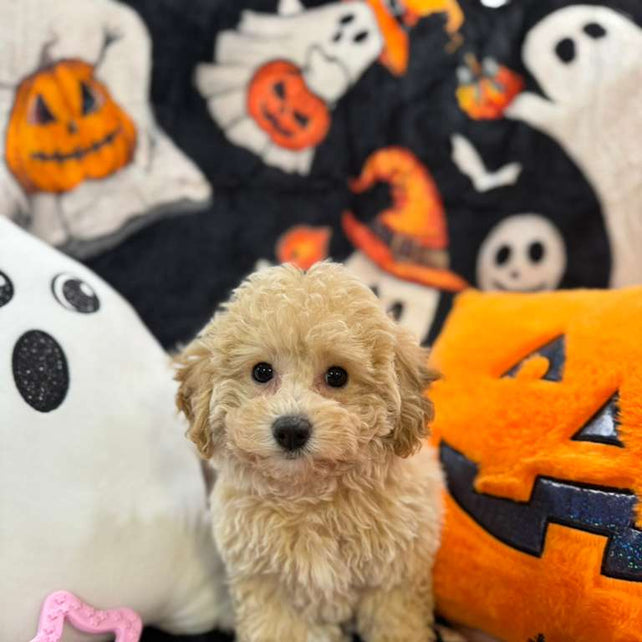 ARIELA (Bichon-Poodle)
