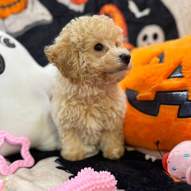 ARIELA (Bichon-Poodle)