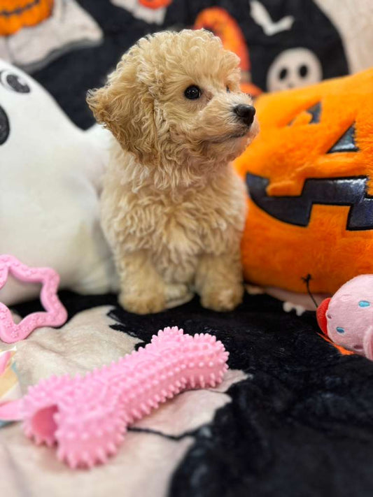 ARIELA (Bichon-Poodle)