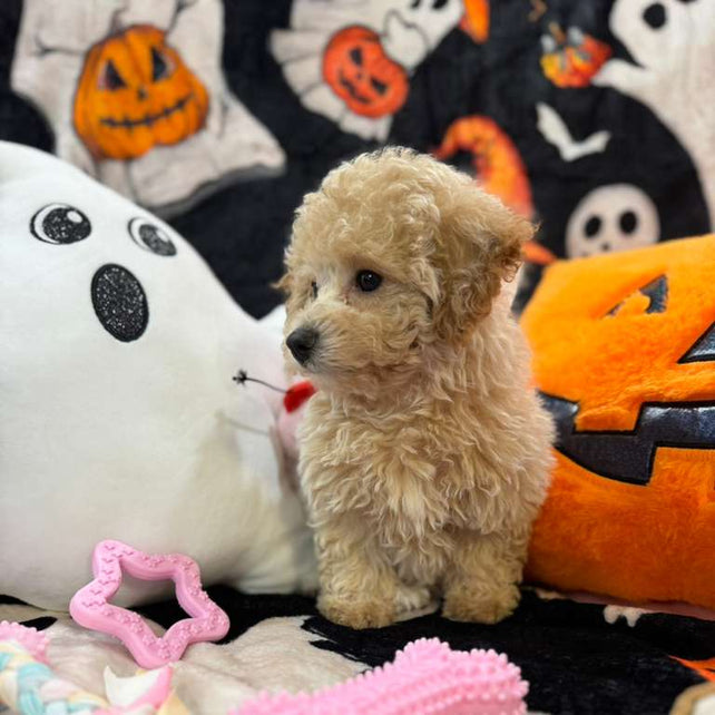 ARIELA (Bichon-Poodle)