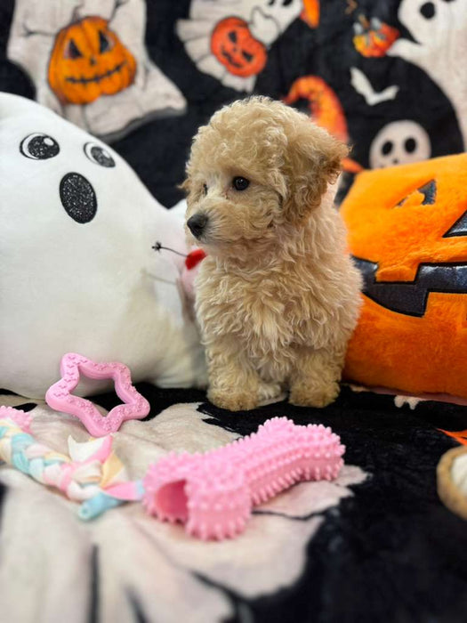 ARIELA (Bichon-Poodle)