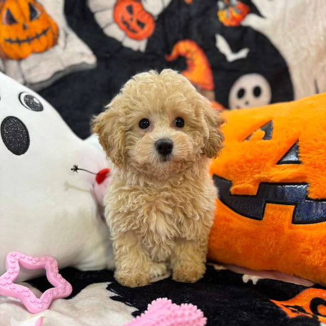 ARIELA (Bichon-Poodle)
