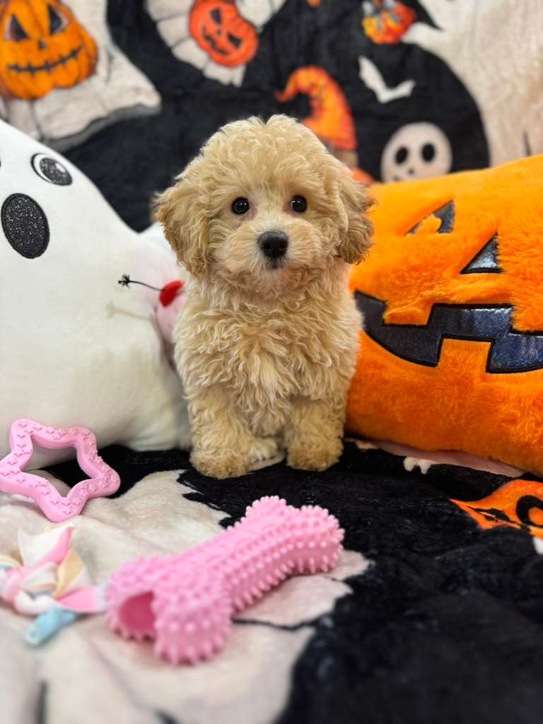 ARIELA (Bichon-Poodle)