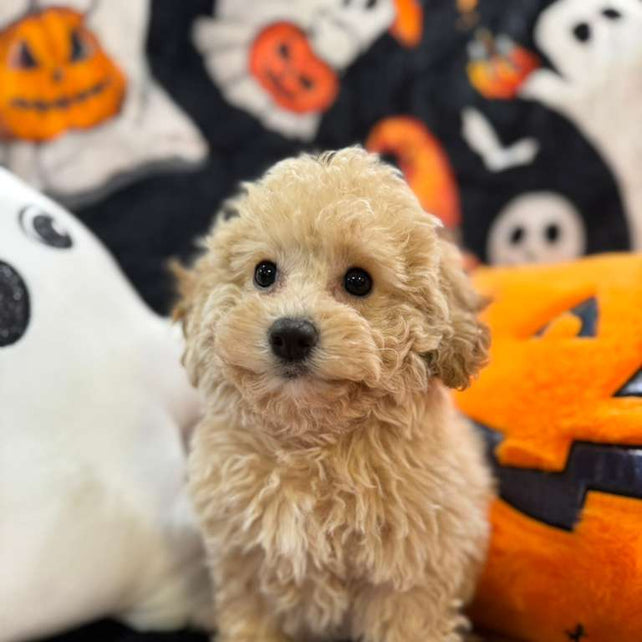 ARIELA (Bichon-Poodle)