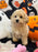 ARIELA (Bichon-Poodle)