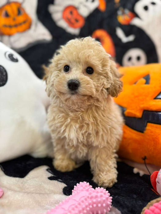ARIELA (Bichon-Poodle)