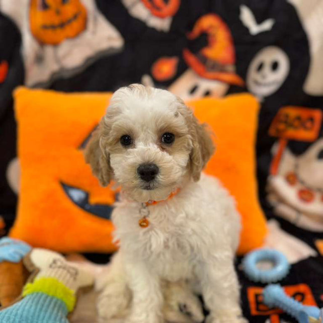 POLO (Bichon-Poodle)
