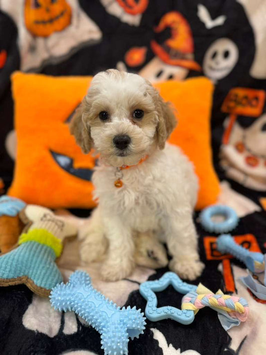 POLO (Bichon-Poodle)