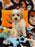 POLO (Bichon-Poodle)