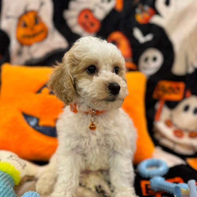 POLO (Bichon-Poodle)