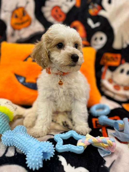 POLO (Bichon-Poodle)