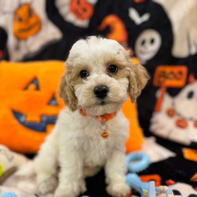 POLO (Bichon-Poodle)