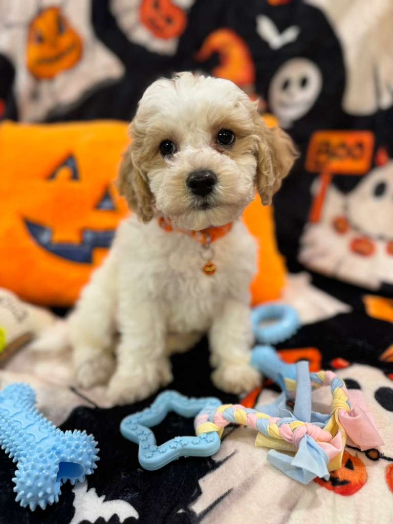 POLO (Bichon-Poodle)